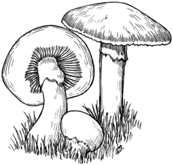 biało czarny szkic grzybów